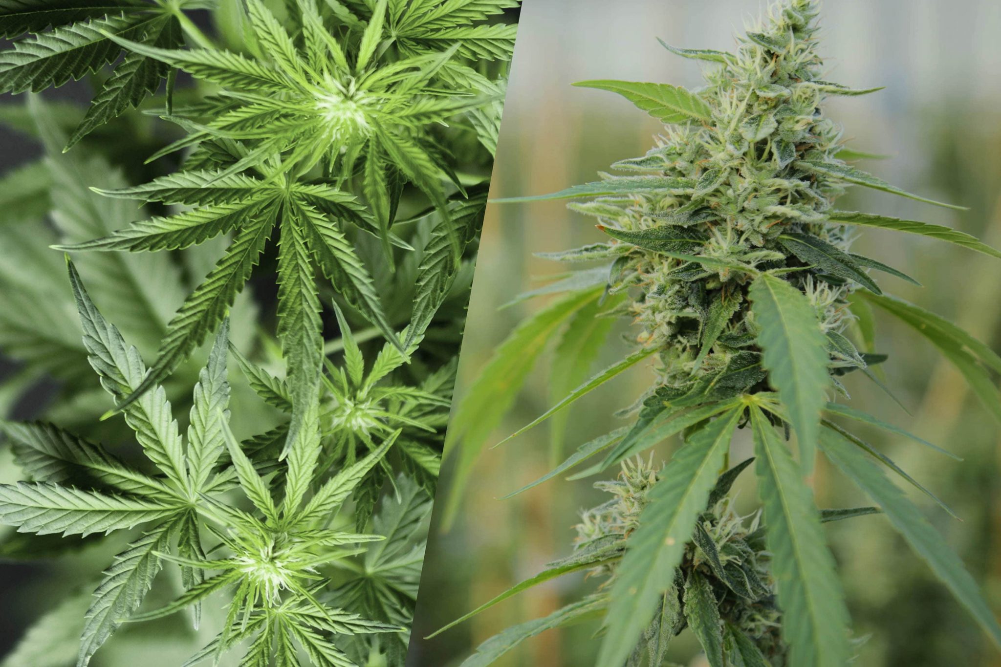 The Differences Between Hemp Flowers and Marijuana