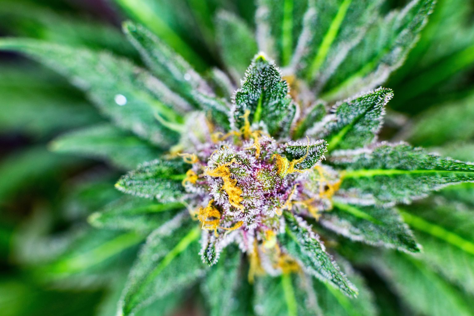 What To Look For In CBD Hemp Flowers